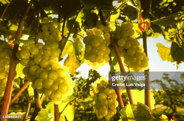 fresh green grapes in a vineyard, alentejo, portugal - alentejo photos et images de collection