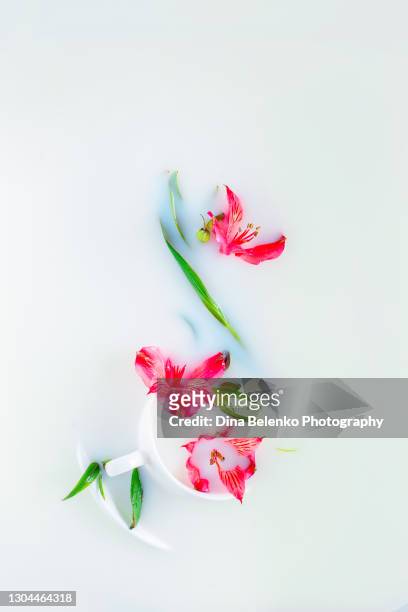 red flowers in a porcelain cup, milk bath, spring concept, mother's day card - lili gentle fotografías e imágenes de stock