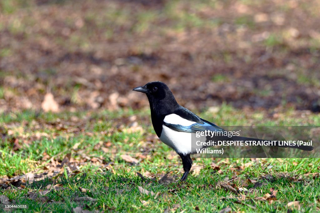 Magpie (Pica pica)