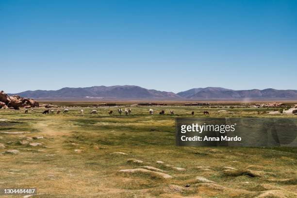 alpacas near laguna negra in bolivia. - alpaka stock-fotos und bilder
