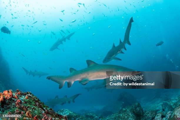 school of sand tiger sharks, or grey nurse sharks, outside the deep entrance to fish rock cave, south west rocks, nsw, australia. - sand tiger shark stock pictures, royalty-free photos & images