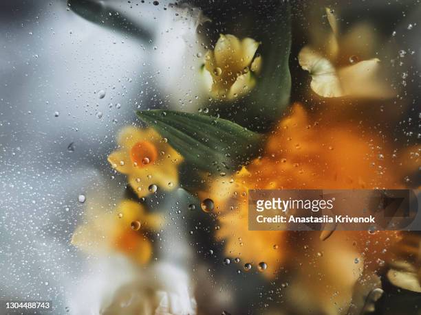 rain drops on the glass with yellow flower bouquet. - morning dew flower garden stock-fotos und bilder