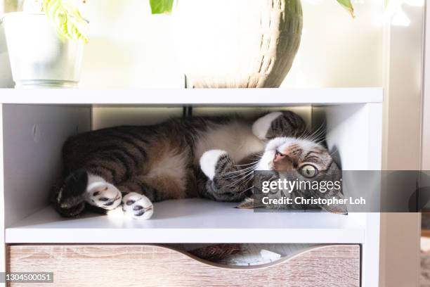 tabby cat hiding in shelf upside-down - cat upside down stock pictures, royalty-free photos & images
