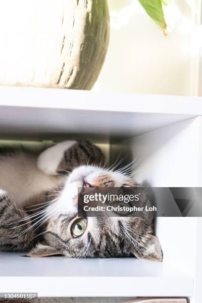 tabby cat hiding in shelf upside-down - cat upside down stock pictures, royalty-free photos & images