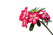 Adenium or desert rose flower is medicinal herbs. (Impala Lily, Mock Azalea, Pink adenium). white background.