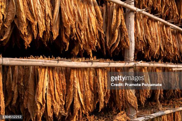 curing burley tobacco hanging in a barn - tabakwaren stock-fotos und bilder