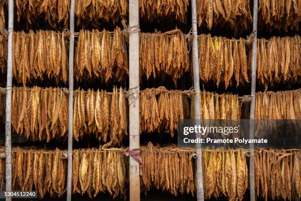 curing burley tobacco hanging in a barn - cigar texture stock pictures, royalty-free photos & images