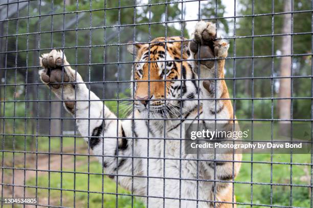 a tiger behind a fence in a zoo setting - tigers stock pictures, royalty-free photos & images