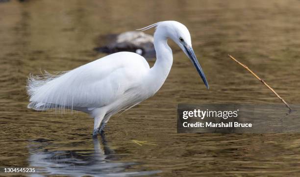 little egret hunting for prey in a the river ravensbourne - little egret (egretta garzetta) stock pictures, royalty-free photos & images