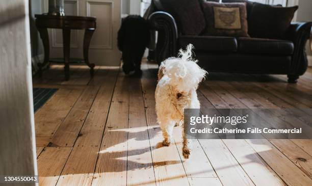 a little white poodle walks away from the camera, across a domestic room - cute bums stockfoto's en -beelden