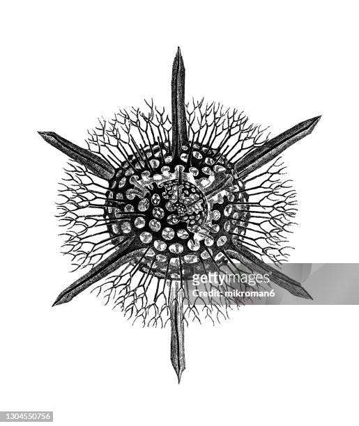 old engraved illustration of the radiolaria, radiozoa - strahlentier stock-fotos und bilder