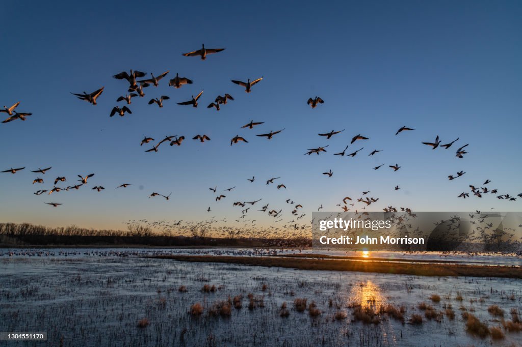 Riesige Scharen wandernder Schneegänse fliegen bei Sonnenaufgang