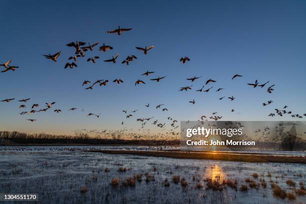 enorme zwermen migrerende sneeuwganzen nemen vlucht bij zonsopgang - vogelzwerm stockfoto's en -beelden