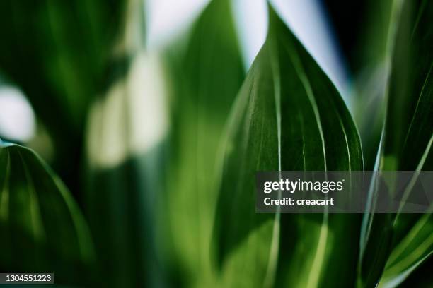 vibrant green close up abstract of lilly leaves in natural sunlight. - leaf macro stock pictures, royalty-free photos & images