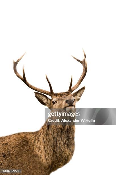 deer stag - deer stock pictures, royalty-free photos & images