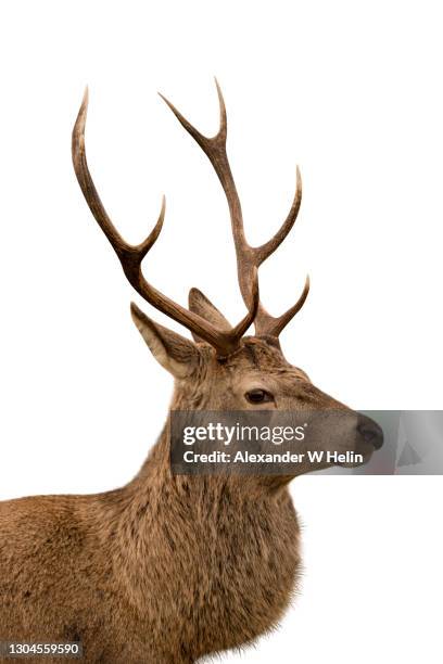 deer profile - antler fotografías e imágenes de stock