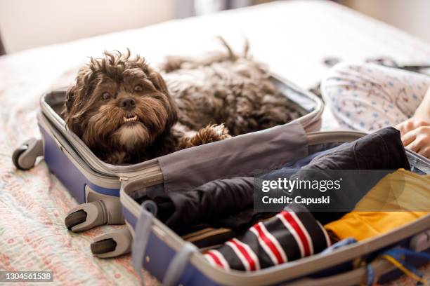 lindo perro dentro de la maleta abierta - perro faldero fotografías e imágenes de stock