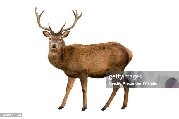 red deer stag - famille du cerf photos et images de collection