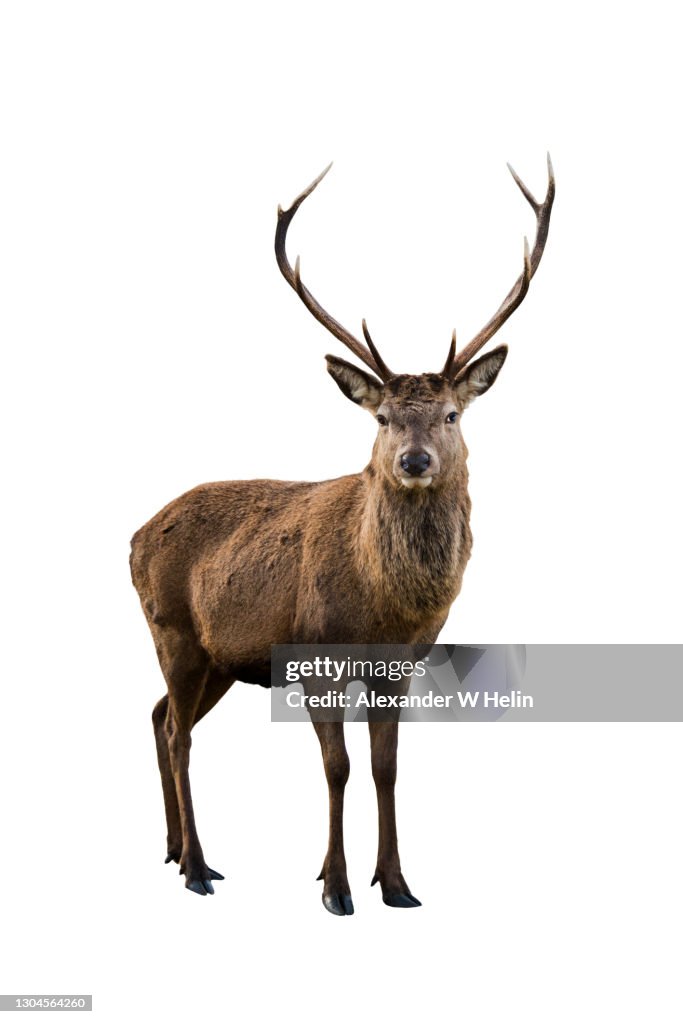 Red deer