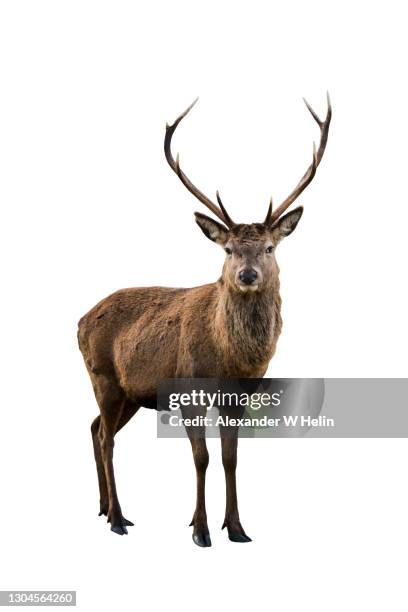 red deer - animal head isolated stock pictures, royalty-free photos & images