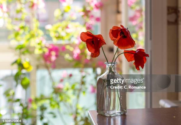 poppies in a vase - poppies in vase stock pictures, royalty-free photos & images