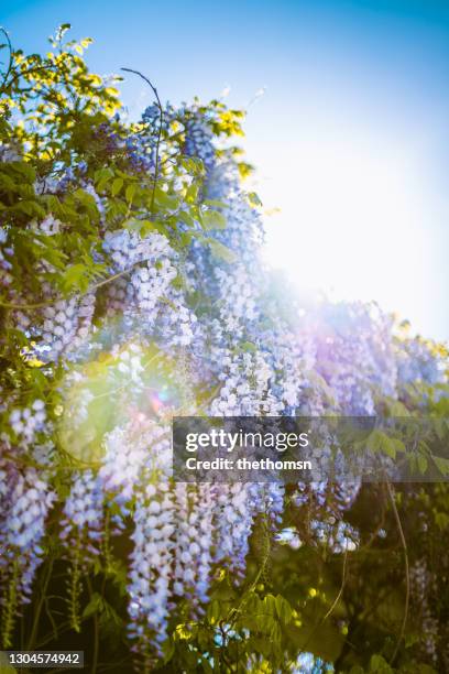 wisteria in bloom against blue sky, germany - 藤 ストックフォトと画像