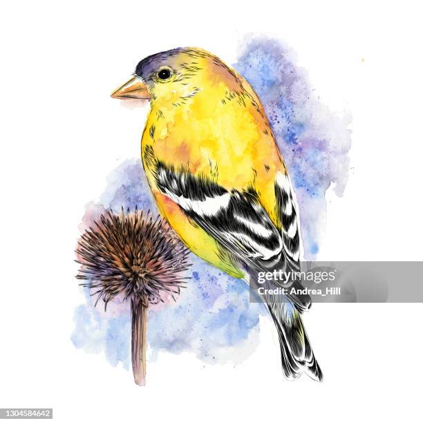 goldfinch sitting on echinacea flower in winter. watercolor and ink. eps10 vector illustration - carduelis carduelis stock illustrations