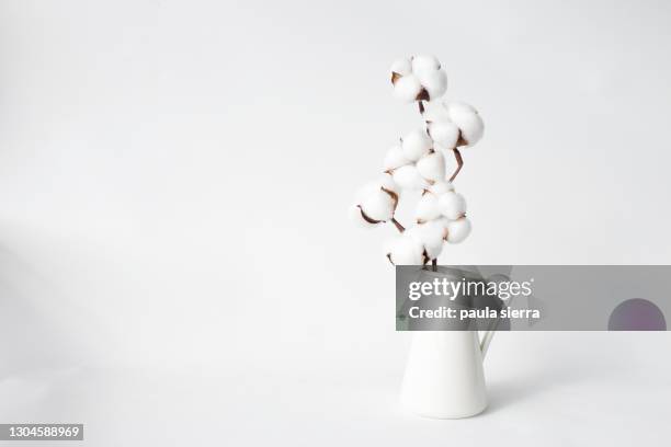 cotton in a vase - planta de algodón fotografías e imágenes de stock