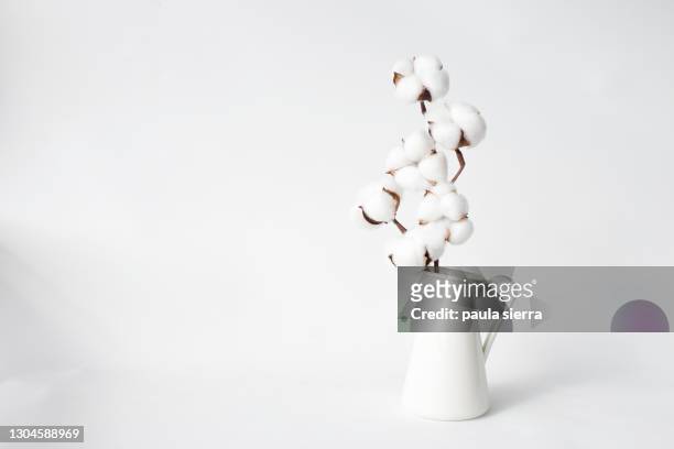 cotton in a vase - cotonnier photos et images de collection