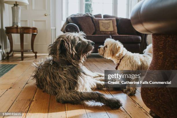 an irish wolfhound and a white poodle are face-to-face in a domestic room - irish wolfhound foto e immagini stock