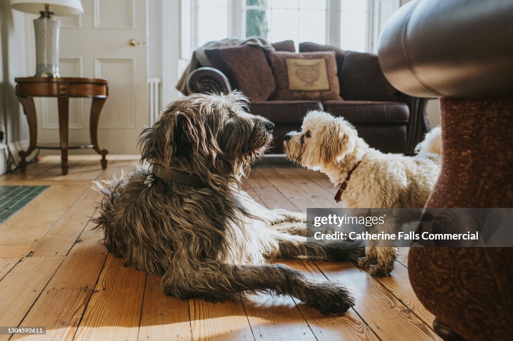 An Irish wolfhound and a white Poodle are face-to-face in a domestic room