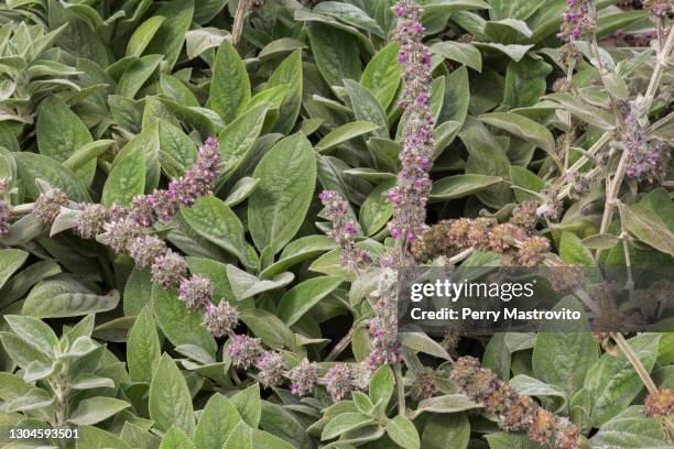 stachys byzantina 'big ears' - woolly betony - big ears stock pictures, royalty-free photos & images