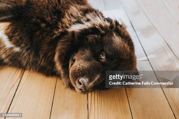 brown newfoundland lying on a wooden floor - newfoundland dog stock pictures, royalty-free photos & images