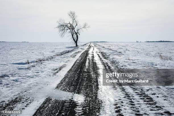 frigid prairie winter, manitoba, canada - manitoba stock pictures, royalty-free photos & images