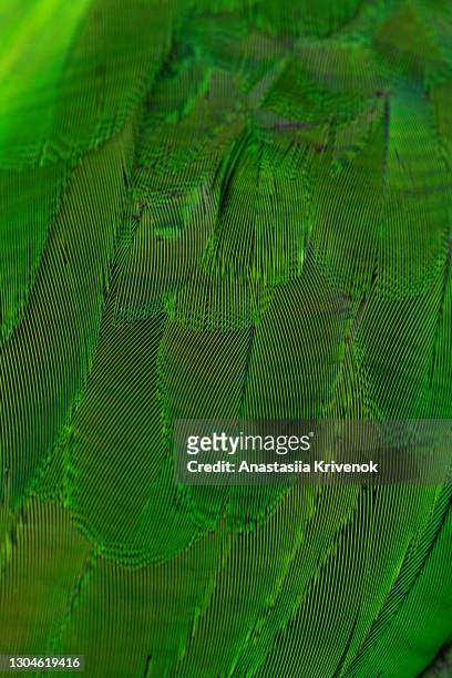 close up of vibrant coloured feathers of green winged macaw. - guacamayo fotografías e imágenes de stock