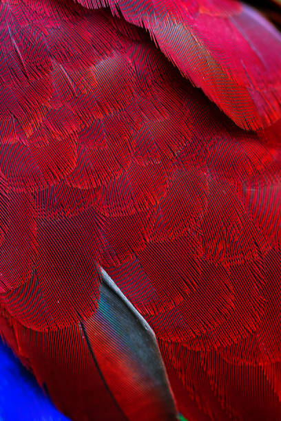 close up of vibrant coloured feathers of green winged macaw. - zoo art stock pictures, royalty-free photos & images