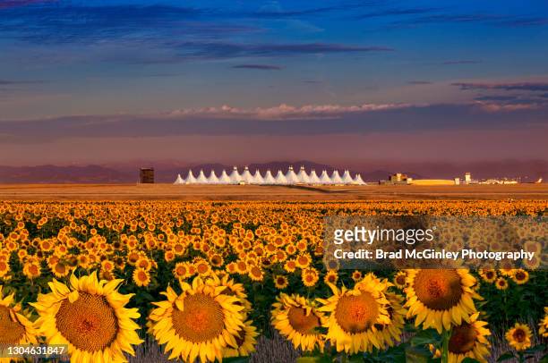 sunflowers denver airport - denver international airport stock-fotos und bilder