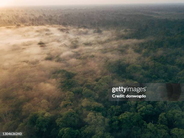 borneo wildlife and jungle - borneo rainforest stock pictures, royalty-free photos & images