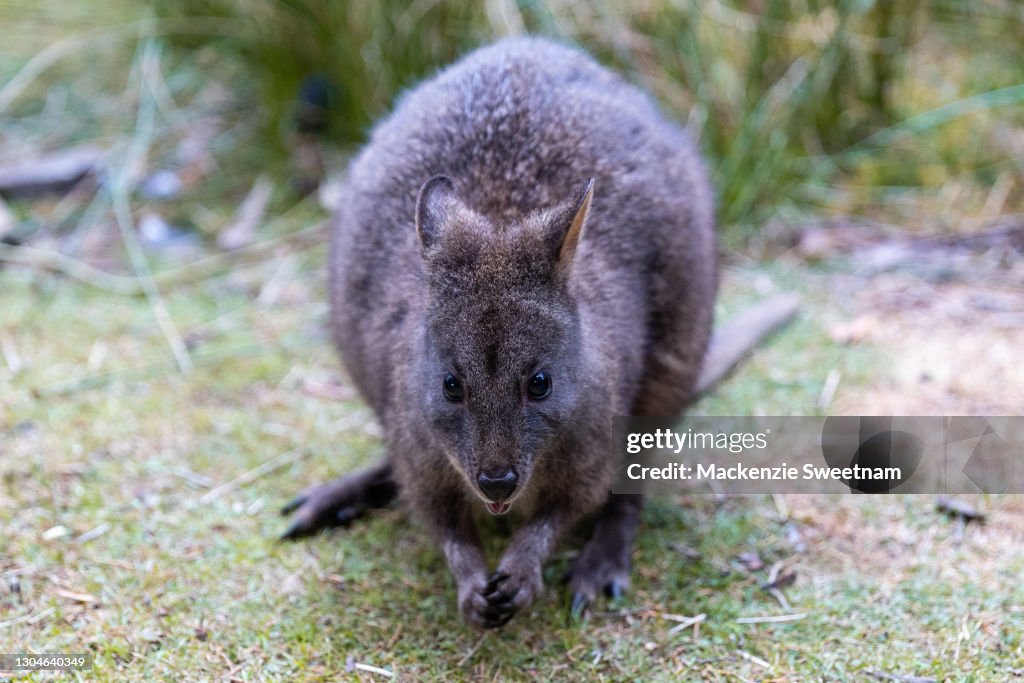 Scenes From Rural Tasmania