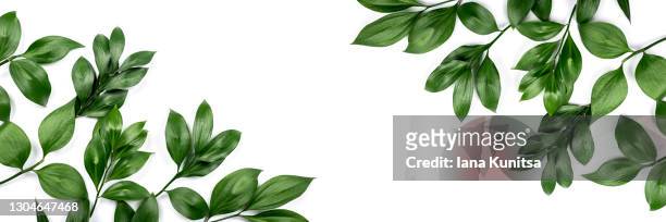 green leaves on white isolated background. natural greenery pattern. beauty banner. copy space. - leaf stock pictures, royalty-free photos & images