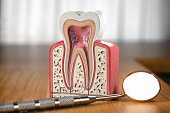 Tooth model cross section with dental mirror tool on wooden table. Close up. Dental treatment and hygiene concept.