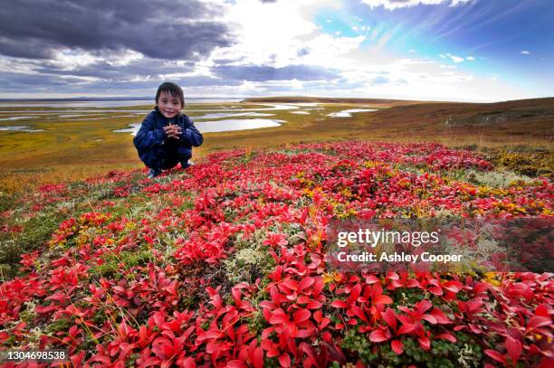 an inuit child on the tundra at the mouth of the serpentine river near shishmaref a tiny island between alaska and siberia in the chukchi sea. - bearberry stock pictures, royalty-free photos & images