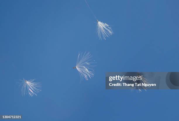 flying dandelion in wind with blue sky - paardebloemzaad stockfoto's en -beelden