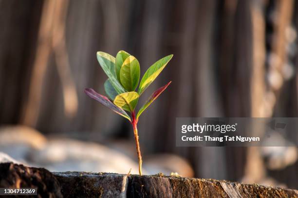 young tree growing on snag - chicot arbre photos et images de collection