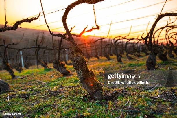 winter vineyards in france. - dead garden stock pictures, royalty-free photos & images