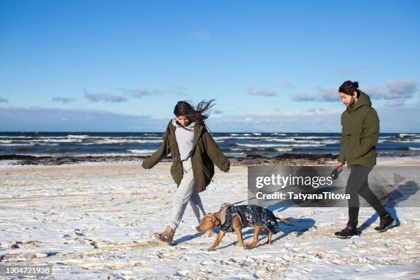 a young couple walks with a puppy of a mixture of staffordshire terrier and bull terrier on the beach with snow in winter in windy weather - latvia sea stock pictures, royalty-free photos & images