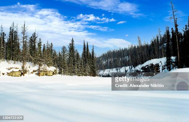 yenisei taiga in april. - taiga stock pictures, royalty-free photos & images
