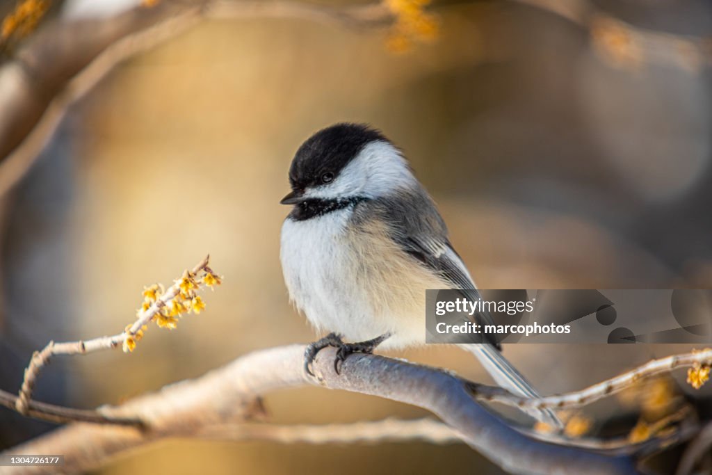 Mésange à tête noire, (Poecile atricapillus), Black-capped chickadee in winter.