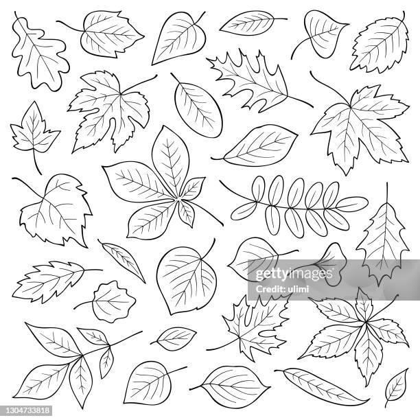 stockillustraties, clipart, cartoons en iconen met hand getrokken bladeren - contour drawing