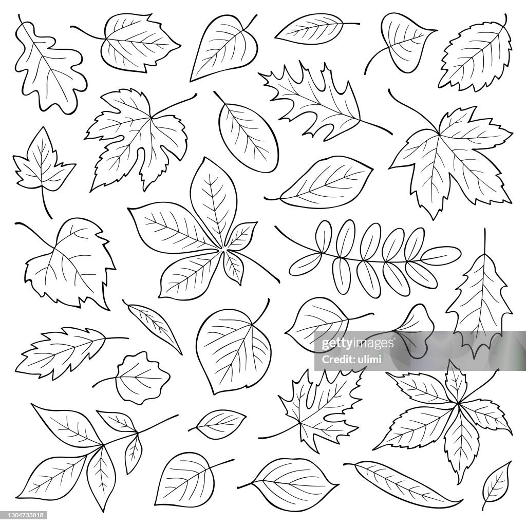 Hand drawn leaves